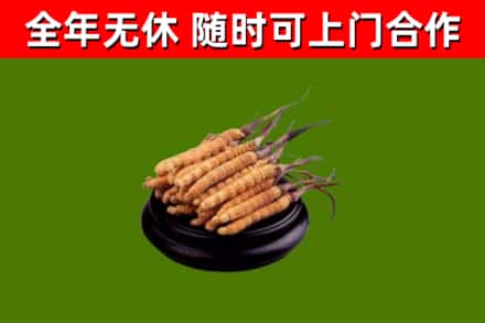 七星关区烟酒回收冬虫夏草.jpg