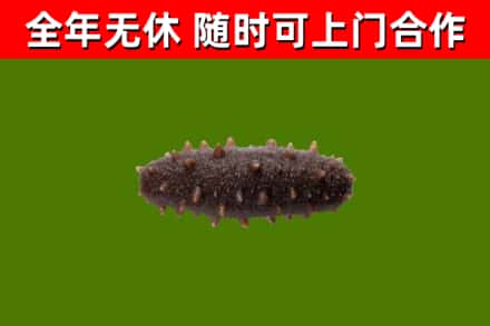 七星关区回收海参干